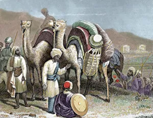 Camel Gallery: Silk Road. Caravan of camels resting. Engraving