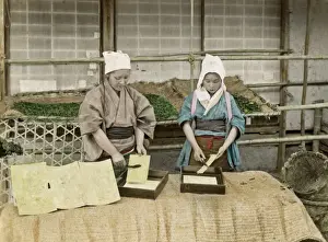 Worms Prints: Silk Worms, Japan