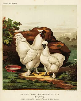 Brooks Collection: Silkie or Silky cock and hen