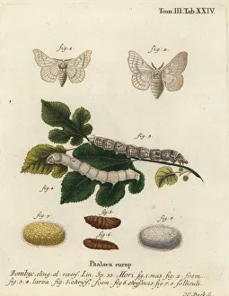 Bombyx Collection: Silkmoth, Bombyx mori