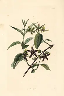 Silkvine, Periploca graeca