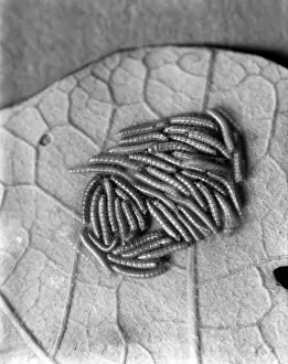 Caterpillars Prints: Silkworm Caterpillar