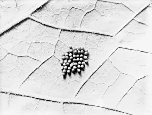 Worms Prints: Silkworm Eggs
