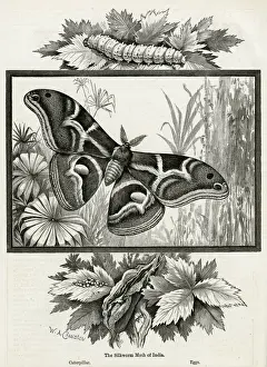The silkworm moth of India