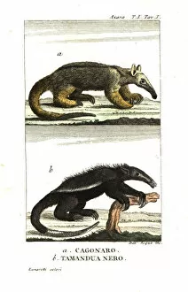 Anteater Gallery: Silky anteater and black tamandua