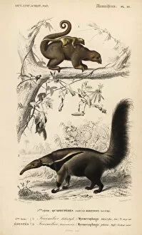 Edouard Collection: Silky anteater, Cyclopes didactylus, and giant