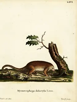 Zoological Prints: Silky anteater or pygmy anteater, Cyclopes didactylus