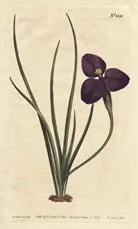 Silky Prints: Silky patersonia with dark purple flower, a