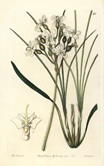 Silky Prints: Silky triggerplant