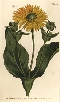 Lectures Prints: Silphium or rosinweed, Silphium asteriscus
