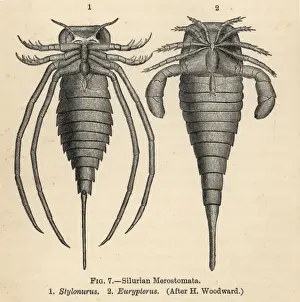 Silurian Prints: Silurian merostomata or sea scorpions