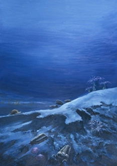 Silurian seafloor Silurian seafloor