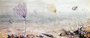 Anthozoa Gallery: Silurian Wenlock sea