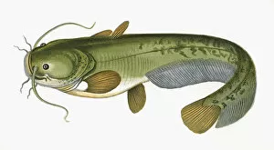 Fishes Collection: Silurus glanis, or Wels Catfish