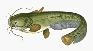 Orange Gallery: Silurus glanis, or Wels Catfish