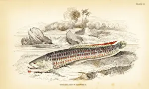 Guiana Prints: Silver arowana, Osteoglossum bicirrhosum