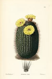 Lindley Collection: Silver ball cactus, Parodia scopa
