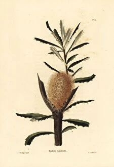 Loddiges Collection: Silver banksia, Banksia marginata