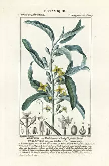 Silver berry or oleaster, Elaeagnus angustifolia