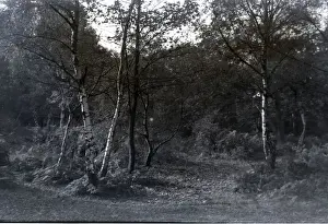 Hockley Prints: Silver Birch - Halcyon Caravan Park, Hullbridge, Essex