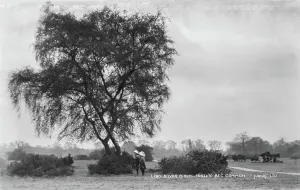 Birch Prints: Silver Birch at Tooting Bec Common