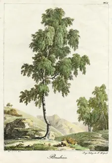 Birch Prints: Silver Birch Tree 1819