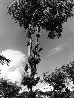 Silver Birch Tree