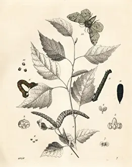 Pupa Prints: Silver birch tree with peppered moth