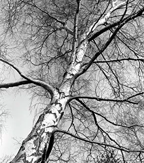 Birch Collection: A Silver birch tree - winter