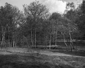 Images Dated 18th May 2011: Silver Birch Trees