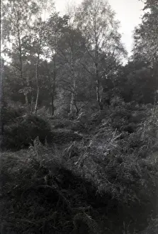 Silver Birch Woodland, Hullbridge, Essex