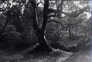 Hockley Prints: Silver Birch Woodland, Hullbridge, Essex