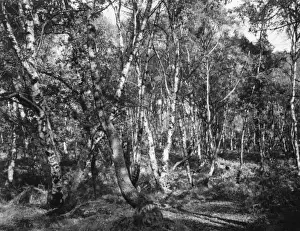 Silver Birches