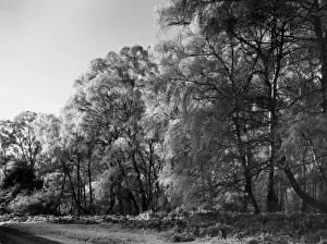 Birches Prints: Silver Birches