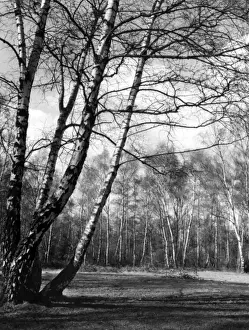 Silver Birches
