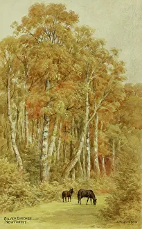Birches Prints: Silver Birches, New Forest, Hampshire