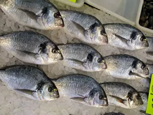 Menorca Gallery: Silver bream fish on ice in the fish market at Ciutedella