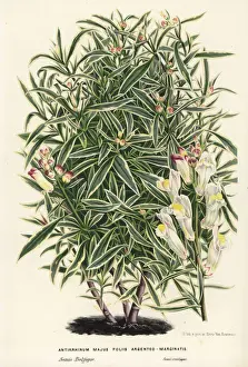 Leaved Prints: Silver-edged leaved snapdragon, Antirrhinum majus