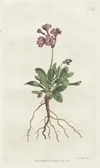 Silver-edged primula, Primula marginata