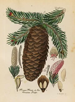 Abies Collection: Silver fir, Abies alba