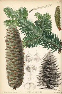 Silver fir, Abies alba