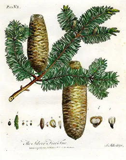 Silver Fir Tree