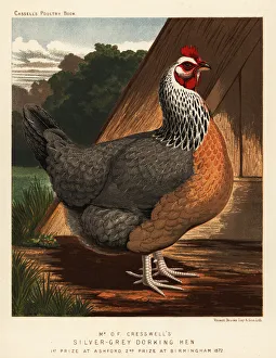 Breeding Collection: Silver-grey Dorking hen