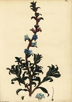 Henry Andrews Prints: Silver healthbush, Lobostemon argenteus