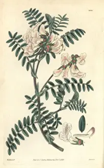 Vetch Prints: Silver-leaved vetch, Vicia argentea