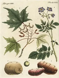 Tuber Prints: Silver maple and potato