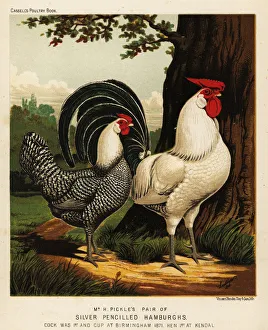 Images Dated 16th August 2019: Silver Pencilled Hamburgh cock and hen