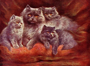 Kitten Collection: Silver Persian Cats by Lilian Cheviot