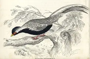 Silver pheasant, Lophura nycthemera