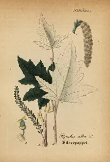 Willibald Collection: Silver poplar, Populus alba